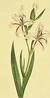 Waved-flowered Gladiolus (Gladiolus undulatus)  from Curtis's Botanical Magazine 1801
