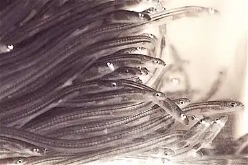 Larval eels become glass eels as they transition from the ocean to fresh water