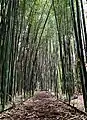 Bamboo maze