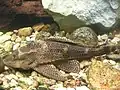 Armoured catfish