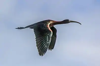 in flight, Huelva, Spain