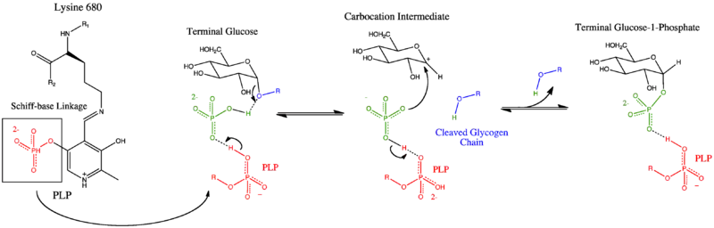 Catalytic Site Mechanism