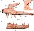 Maxilla and dentary