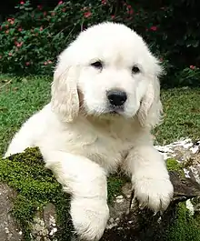 Image 45Golden Retriever puppy (from Puppy)