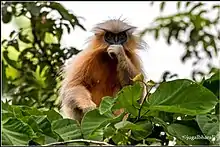 A golden langur in Kakoijana reserved forest