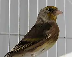 A domestic canary/goldfinch hybrid