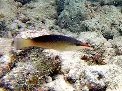 Female green birdmouth wrasse (Gomphosus caeruleus)