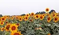 Image of a sunflower farm in Gorasara