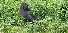 Image 3Gorilla at Mefou primate sanctuary (from Tourism in Cameroon)