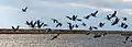 Flock taking off over water