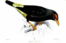 Long-tailed myna(Mino kreffti (Sclater, PL, 1869.))