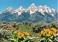Balsamorhiza sagittata in Grand Teton National Park, Wyoming, USA
