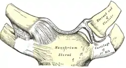 Sternoclavicular articulation. Anterior view.