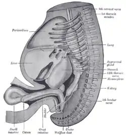 Reconstruction of a human embryo of 17&nbsp;mm.
