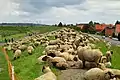 Sheep grazing on the Grünendeich Elbe levee