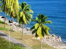A beach with mainly palm trees and destroyed buildings