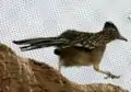 Greater roadrunner