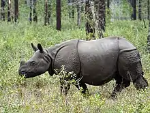 Greater one-horned rhino walking through the woods.