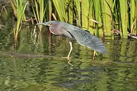 Green Heron