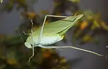 File:Green Leaf Katydid 0256.jpg