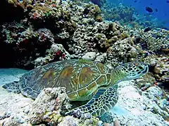 Green turtle (Chelonia mydas)