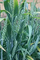 Green, a month before harvest