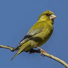Male C. c. aurantiiventris Extremadura, Spain