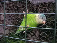 Grey-cheeked parakeet(B. pyrrhoptera)
