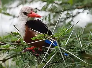 Pied kingfisher, Tarangire National Park (2015)