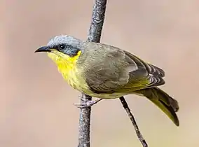 Grey-headed honeyeater at the gorge
