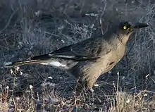 a dark grey crow-like bird stands on grass.