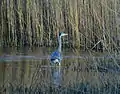 Grey heron fishing on Newport Wetlands RSPB Reserve fenced lagoon