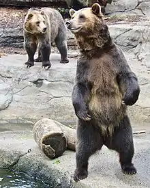 Grizzly pair at the Cleveland Zoo in two different postures