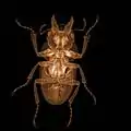 Biology: Ground beetle.