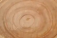 Tree rings