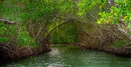 Guánica mangroves