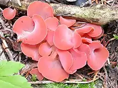 Guepinia helvelloides (incertae sedis)