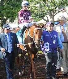 Gun Runner in the walking ring