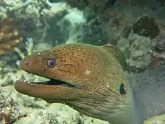 Giant moray eel (Gymnothorax javanicus)