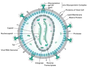 diagram of microscopic viron structure