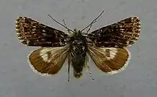 Broad-bordered white underwingHadula melanopaHadeninae