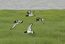 Four adults in flight (Hamburger Hallig, North Frisia)