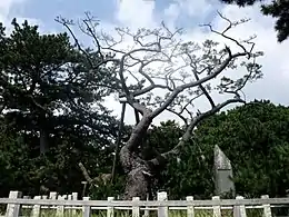 Hagoromo no Matsu at Miho no Matsubara