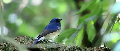 Male Hainan blue flycatcher