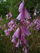 Dierama pendulum