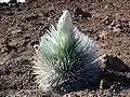 Flower head bud, Haleakalā National Park.