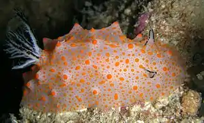 Halgerda stricklandi