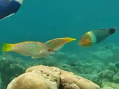 Checkerboard wrasse (Halichoeres hortulanus), in two types