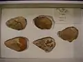 Five hand axes, excavated 1929-1934, British Museum