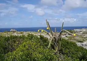Scene of higo chumbo cactus with water in background